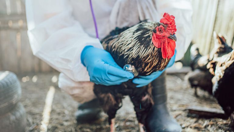 A person wearing personal protective equipment and holding a chicken.